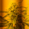 BubblexKush