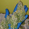 TuffGong