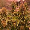 UrbanHerbFarmer
