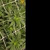 420growersensi