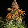 Blue Dream 85