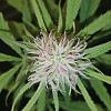 Dutchgrow420