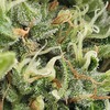 pluto