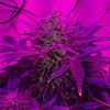 420grow