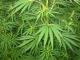 DutchGreen