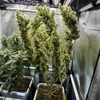 Grow Co