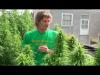 PROweed