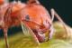Ant