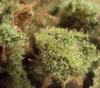 Ready Set Grow