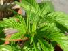 Potplant