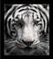 tijger